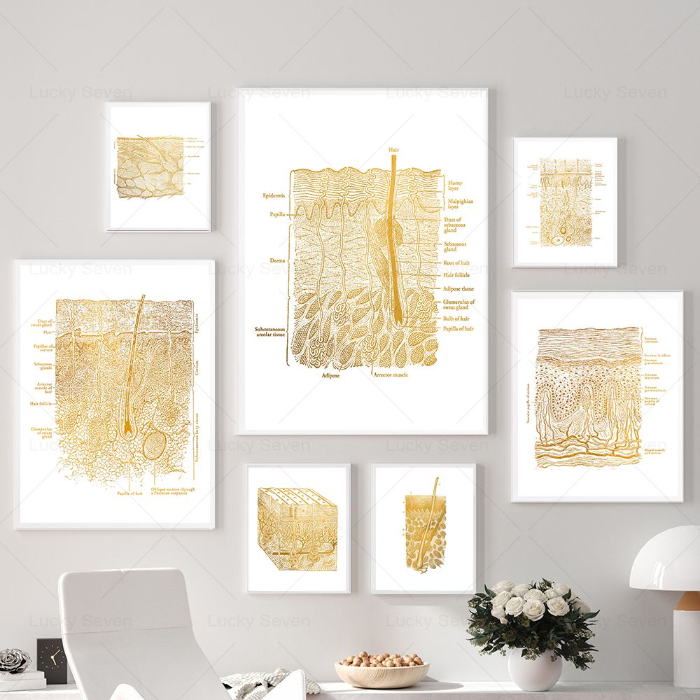 Skincare Ls - (2D-Leinwandgemälde) Hautpflege-Anatomie-Poster, Anatomische Darstellungen, Histologie, Anatomische