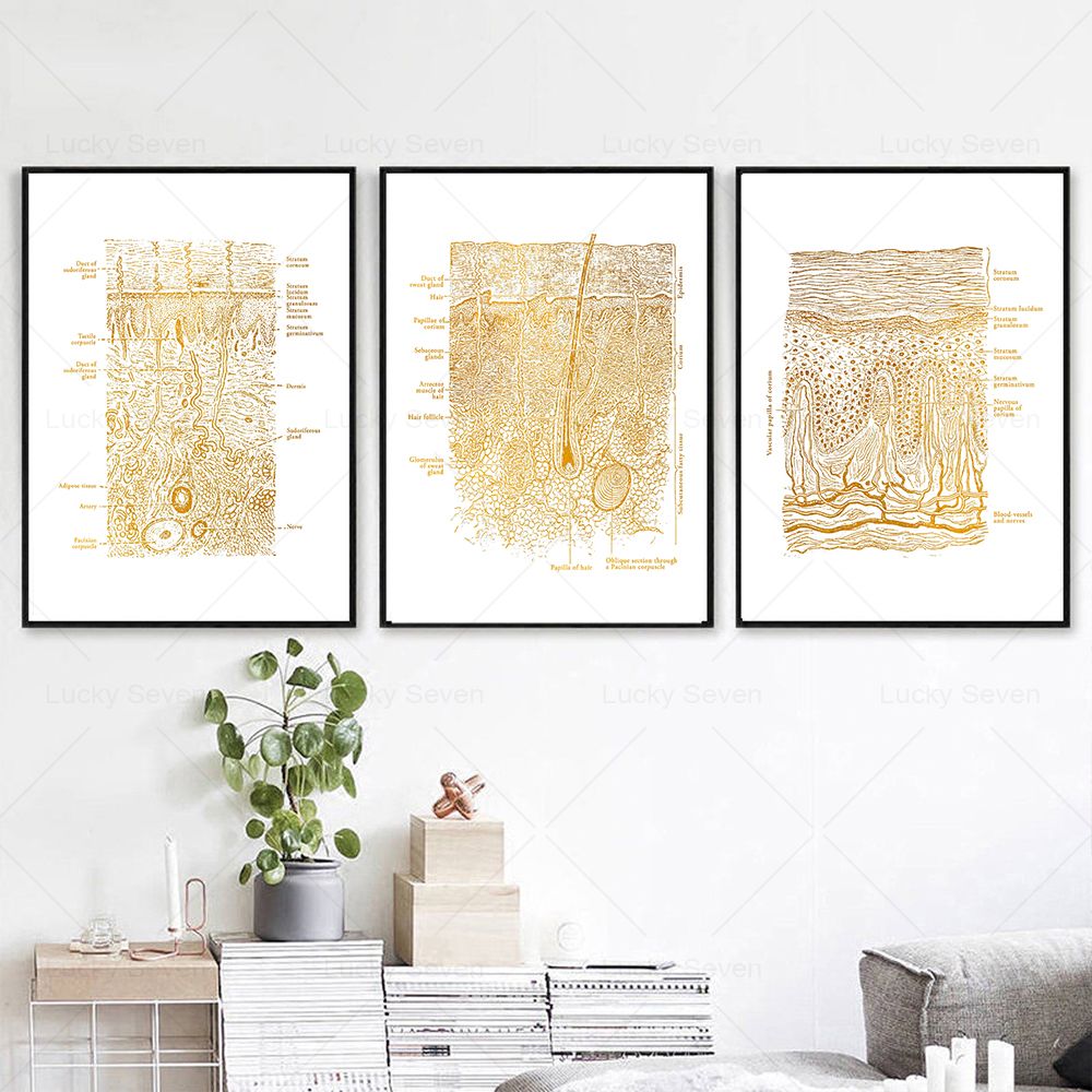 Hautpflege Anatomie Poster Dis – Skincare Ls Bewertung und Preis